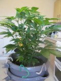 day 1 flower (1)
