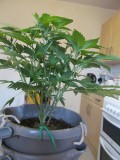 day 1 flower (2)