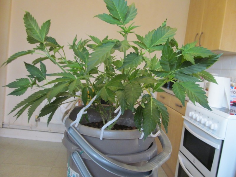 day 1 flower (3)