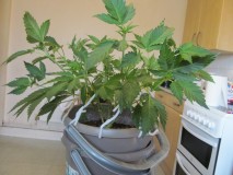 day 1 flower (3)