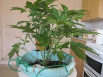 day 1 flower (5)