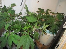 day 1 flower (9)
