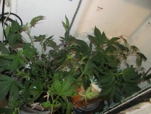day 1 flower (10)