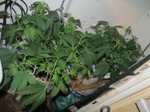 7days bloom (1)