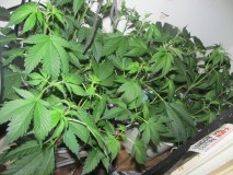 10 days bloom (1)
