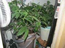 10 days bloom (2)