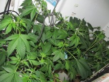 10days bloom (1)