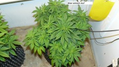 drobes 10 2 24 004