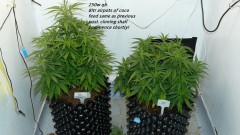 drobes 10 2 24 015
