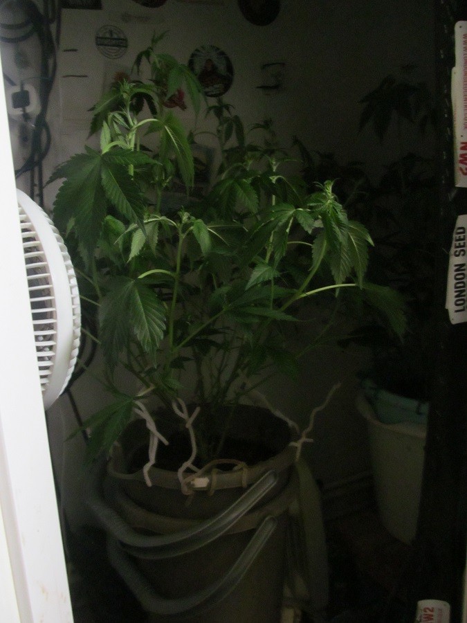 14 days bloom