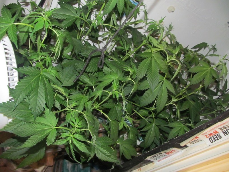 14days bloom (1)