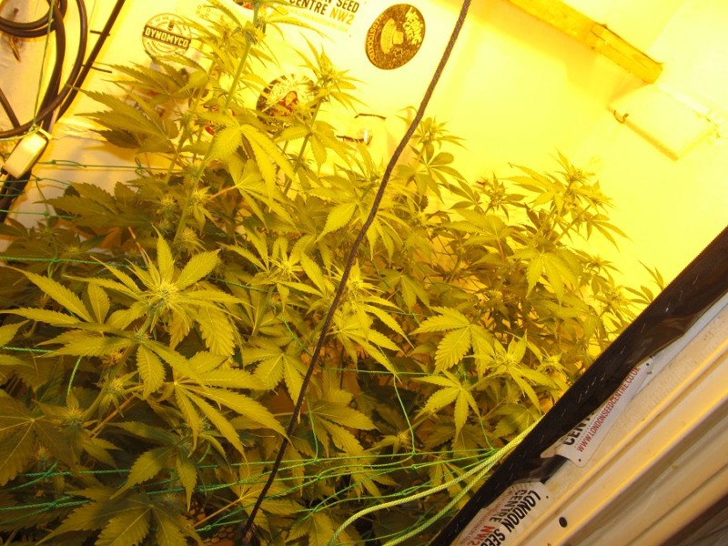 23 days bloom (4)