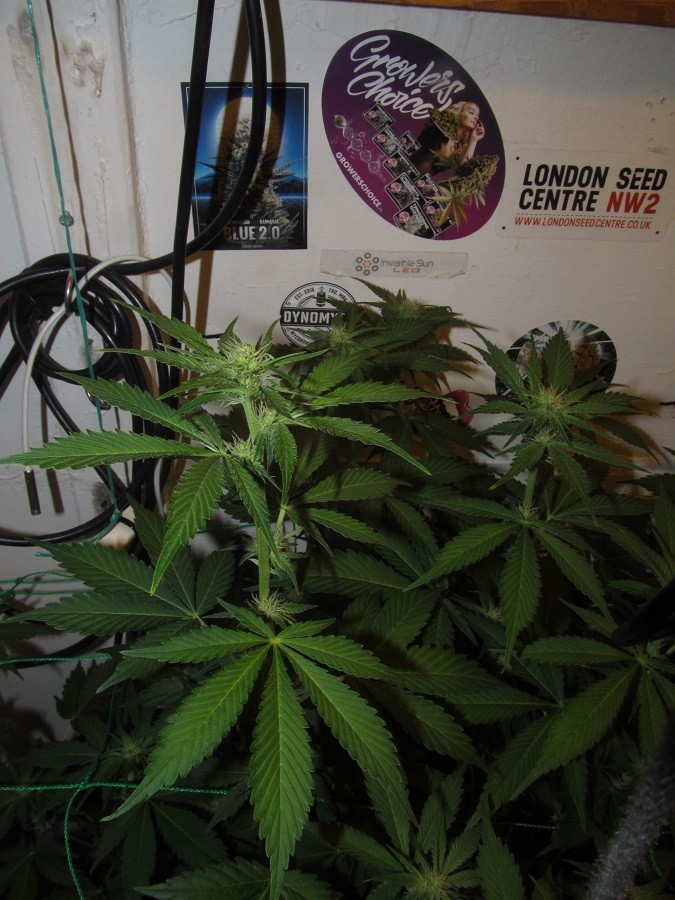 23 days bloom (5)
