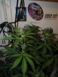 23 days bloom (5)