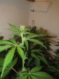 23 days bloom (7)