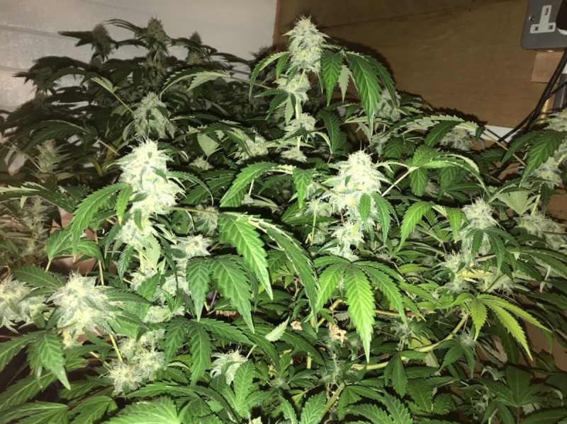 c5263ea789cbd31e2d87ea3502e7032f