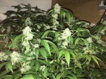 c5263ea789cbd31e2d87ea3502e7032f