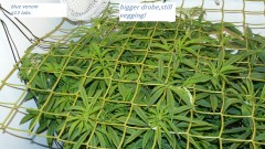 drobes 030324 001