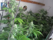 32 days bloom (1)