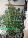 32 days bloom (3)