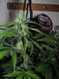 32 days bloom (4)