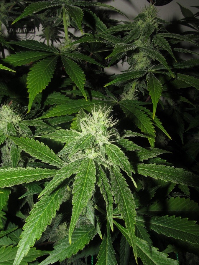 32 days bloom (5)