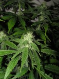 32 days bloom (5)