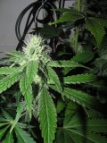 32 days bloom (6)