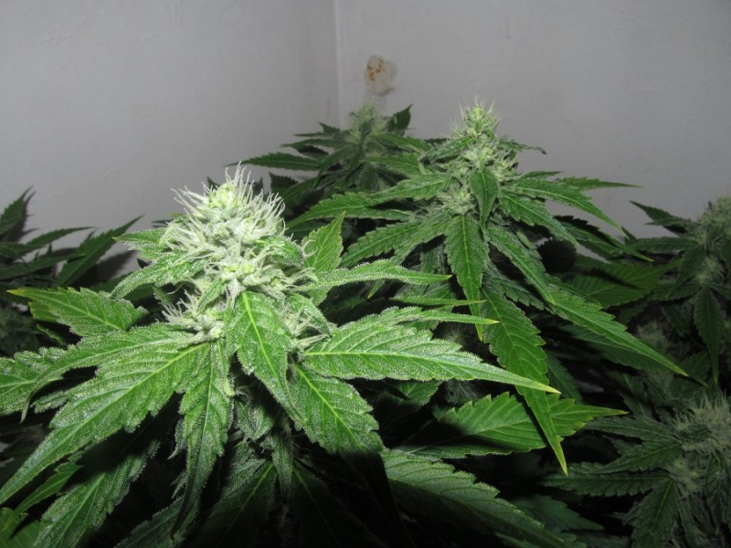 32 days bloom (7)