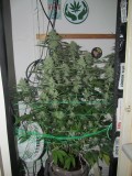 43 days bloom (3)