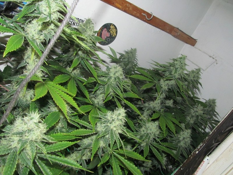 43 days bloom (4)