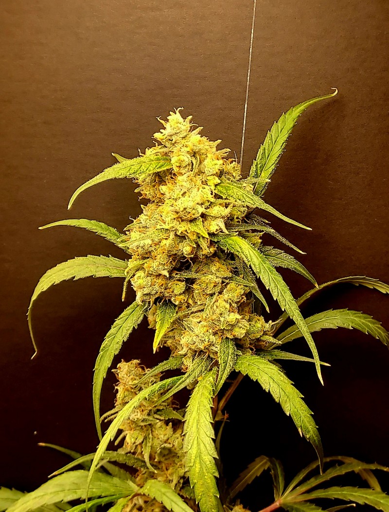Flo OG