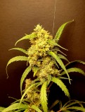 Flo OG