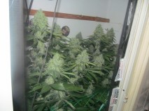 53 days bloom (3)