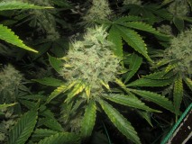 53 days bloom (5)