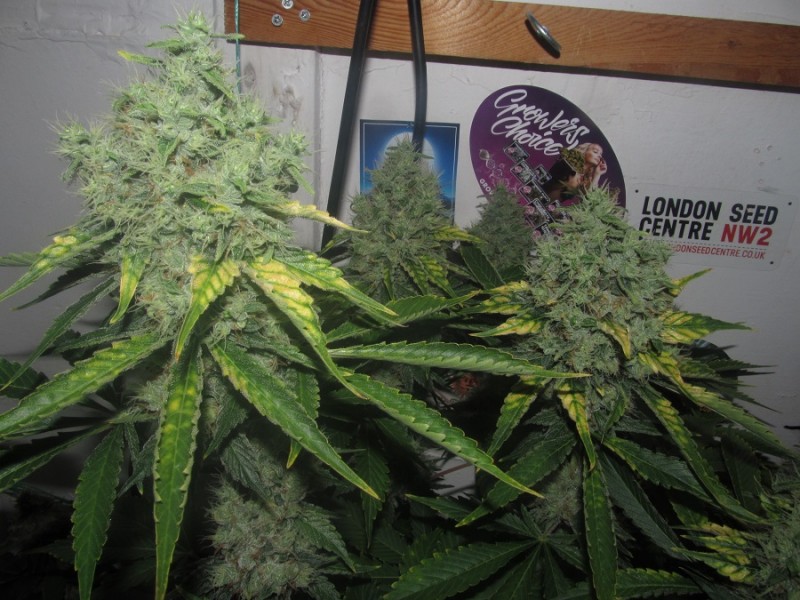 53 days bloom (7)