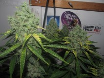 53 days bloom (7)