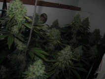 53 days bloom (10)