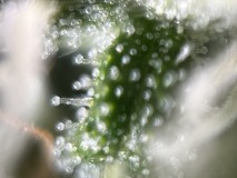 IMG_4903