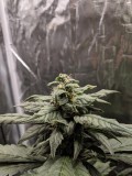 IMG_20190908_182226