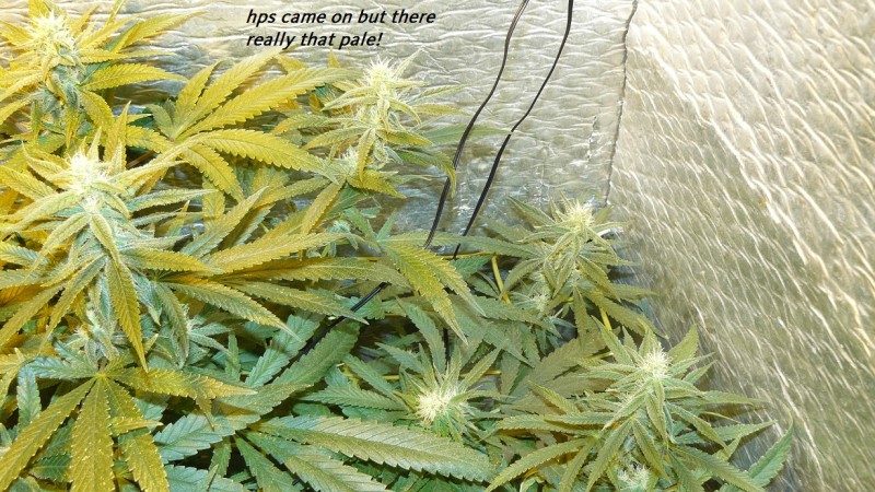 drobes 03 04 24 017