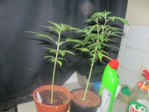 veg (2)