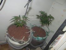 veg (3)