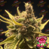 Cannacotta1