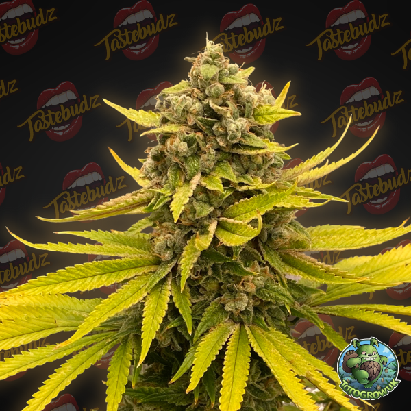 CBSTotogrowuk1