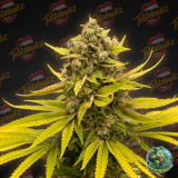 CBSTotogrowuk1