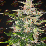 peanutbuttercookiesAUTO_2
