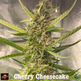 cherrycheesecaketotogrowuk_350x350