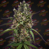 PURPLE-PUNCH-AUTO