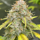 forbiddenfruitz_350x350